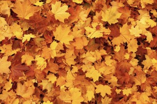 Automne-hiver...